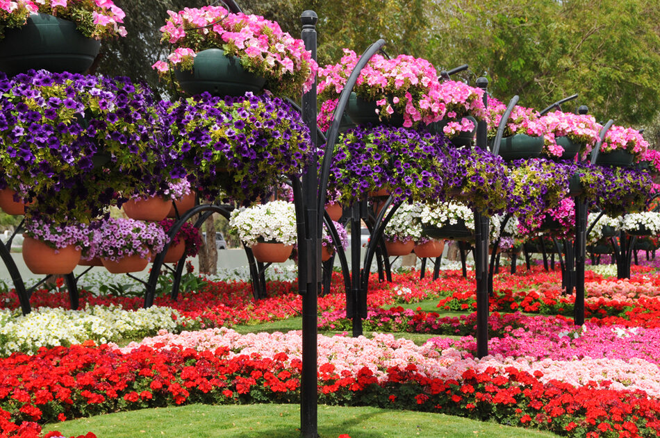 Видео сада с цветами. Парк Аль-Айн. Эль Айн парк цветов. Парк цветов Райский сад в городе Аль-Айн. Сады Айн Аль Мадхаб.